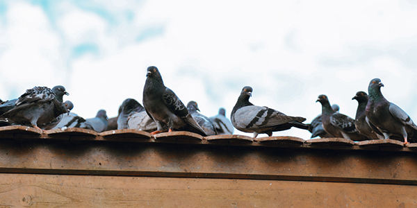 A group of pigeons gathers on a roof.