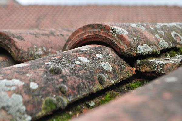 Moss-covered tiles in need of roof maintenance